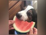 Video Of Dog Eating A Slice Of Watermelon Like A Human Is Going Viral