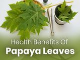 22 Incredible Health Benefits Of Papaya Leaves