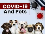 Are Pets At The Risk Of Coronavirus?
