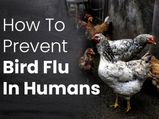 10 Tips On How To Prevent Bird Flu In Humans