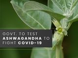 COVID-19: Ayurvedic Herbs Such As Aswagandha To Be Tested For Treating Coronavirus Infection
