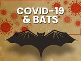 Why Bats Themselves Don’t Get Infected By Viruses