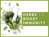 10 Best Kitchen-Friendly Herbs To Boost Immunity During COVID-19