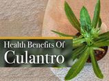 What Is Culantro? Health Benefits, Side Effects And Recipes
