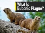 China Issues Bubonic Plague Warning: Its Causes, Symptoms And Preventive Measures You Must Know