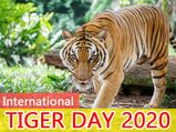 International Tiger Day 2020: Some Lesser Known And Interesting Facts About Tigers