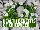 Chickweed: Health Benefits, Side Effects And Ways To Use