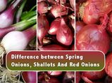 Difference Between Spring Onions, Shallots And Red Onions: Which Is Healthier?