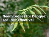 Are Neem Leaves An Effective Remedy To Treat Dengue Fever?