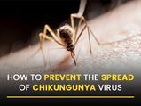 How To Prevent The Spread Of Chikungunya Virus
