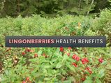 10 Health Benefits Of Lingonberries With Ways To Consume And A Recipe
