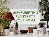 World Environment Day 2021: A List Of All The Air-Purifying Plants For Your Home Available In India