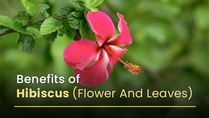 Evidence-Based Health Benefits Of Hibiscus Flower And Leaves