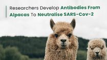 COVID-19: Antibodies 1000 Times Better At Neutralising SARS-Cov-2 Developed From Alpacas