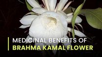 Medicinal Benefits Of Brahma Kamal Flower You Need To Know