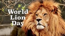 World Lion Day 2021: Date, History, Significance And Interesting Facts About King Of The Jungle