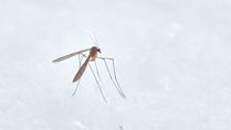 Government Asks States To Stress On Acceleration Of Prevention Activities For Vector Diseases Like Dengue