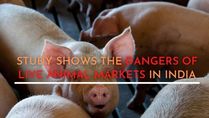 The Danger And Cruelty Of Live Animal Markets In India And Its Impact On Public Health