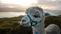 Tiny Antibodies From Llamas Can Potentially Treat COVID-19: Study