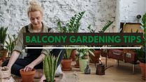 Love Plants In the Balcony? 8 Tips For Balcony Gardening At Home!