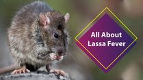 First Death Confirmed In UK From New Outbreak; Know About Lassa Fever And Its Symptoms, Risks And Treatment