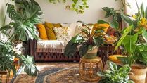 How To Choose House Plants: 4 Expert Tips