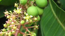 From Treating Ulcers To Managing Diabetes, Some Amazing Health Benefits Of Mango Flowers