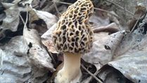 10 Evidence-Based Health Benefits Of Morel Mushrooms
