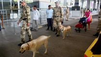 Trained Sniffer Dogs May Accurately Detect COVID Infected Airport Passengers: Study