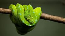 World Snakes Day 2022: Unknown Facts About Snakes
