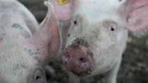 African Swine Fever: What You Need To Know