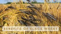 What Is Black Wheat? Read About The Health Benefits Of This Gluten-Free, Superior Wheat Variety