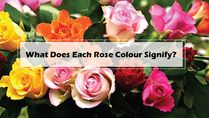 Valentines Day: What Does Each Rose Colour Signify? Know The Meaning To Pick Perfect Bloom For Someone Special