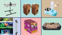 Top Offers On Pet Supplies: Buy Useful Pet Products At Incredible Discounts Of Up To 75% Off, Only At Amazon
