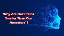 Why Are Our Brains Smaller Than Our Ancestors'?