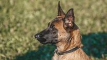Indian Army Dog ‘Axel’ Attains Martyrdom During Anti-Terrorism Operation In Kashmir