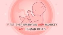 First-Ever Embryos With Monkey And Human Cells; Scientists Divided Over The Creation