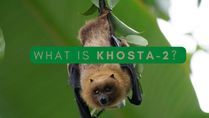 What Is Khosta-2? Everything You Need To Know About The COVID Vaccine-Resistant Virus Detected In Russia