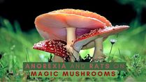 Anorexic People May Benefit From Magic Mushrooms, Study