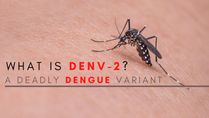 DENV-2, A Deadly Dengue Variant: Symptoms, Risks And Treatment