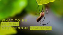Dengue Menace In India: What To Do To Manage Mild Symptoms At Home