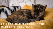 26 Year Old 'Flossie' Sets Guinness World Record For Being The Oldest Living Cat