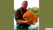 British Man Catches Goldfish World's Largest Goldfish Weighing 30 Kilos; Pics!
