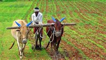 National Farmer’s Day 2022: Quotes, Wishes, Messages, Images, Greetings, Whatsapp And FB Status