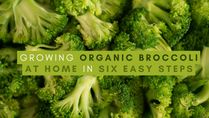 Growing Organic Broccoli At Home In Six Easy Steps