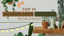Google Lens Year In Search 2022: Top 10 Houseplants Searched Worldwide
