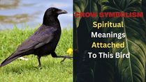 Crow Symbolism: Know About Spiritual Meanings Attached To This Bird