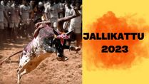 Jallikattu 2023: Know About The Bull Taming Festival Celebrated During Pongal In Tamil Nadu