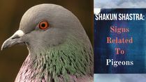 Shakun Shastra: Signs Related To Pigeons