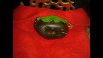 Shaligram Stone: The Much Worshipped Form Of Lord Vishnu Found Only Near The Kali Gandaki River